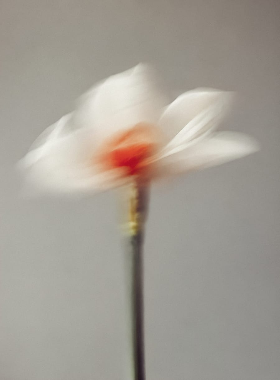 Dreamy Floral Motion In Soft Light