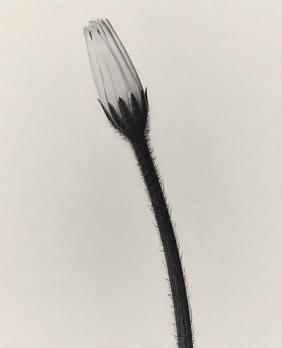 Solitary Bloom In Minimalist Light
